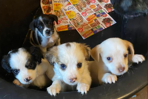 Four rescued puppies cuddled together in a basket